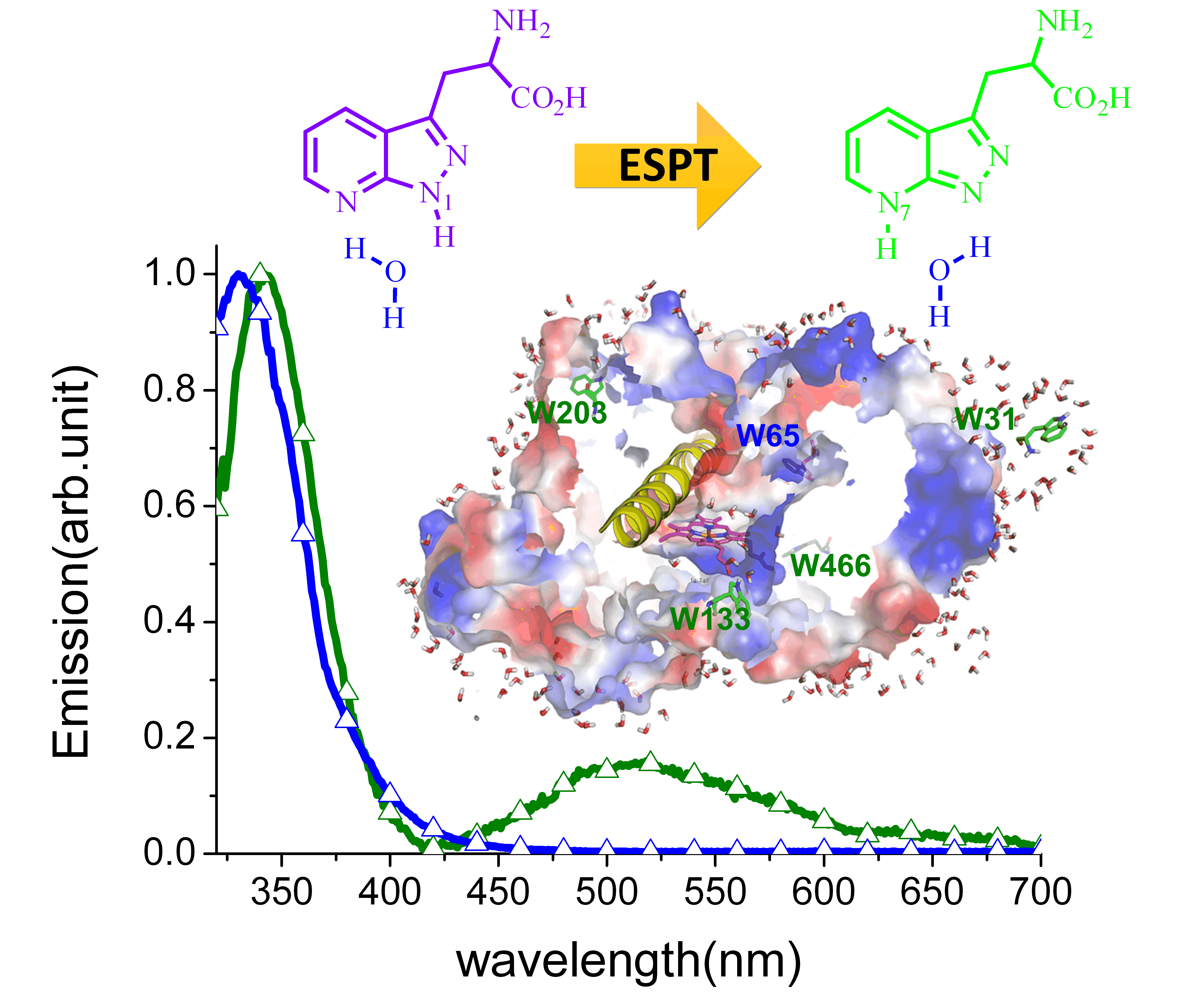 Figure 2. As revealed in the emission spectra, replacing Trp31 with (2,7-aza)Trp in human thromboxane A2 synthase (TXAS) gives a prominent green emission band, indicating the occurrence of water catalyzed excited-state proton transfer (ESPT). Conversely, evidenced by the 340 nm emission only, ESPT is prohibited in (2,7-aza)Trp65 of TXAS, implying a lack of water molecules in its proximity. The results prove the homologous crystallographic and modeling TXAS structure, in which Trp65 is in a hydrophobic phenylalanine cluster (Phe-cluster) environment, whereas the other four Trps are in the probe-exposed site at a protein surface in contact with water.